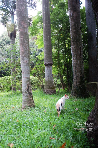 台北植物園日光浴貓12.jpg