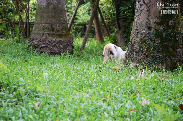 台北植物園日光浴貓13.jpg