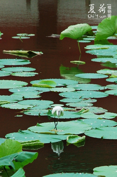 台北植物園17.jpg