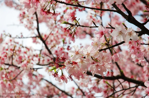 2011陽明山花季01.jpg