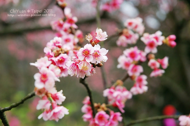 2011陽明山花季17.jpg