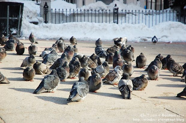 Boston Common波士頓公園12.JPG