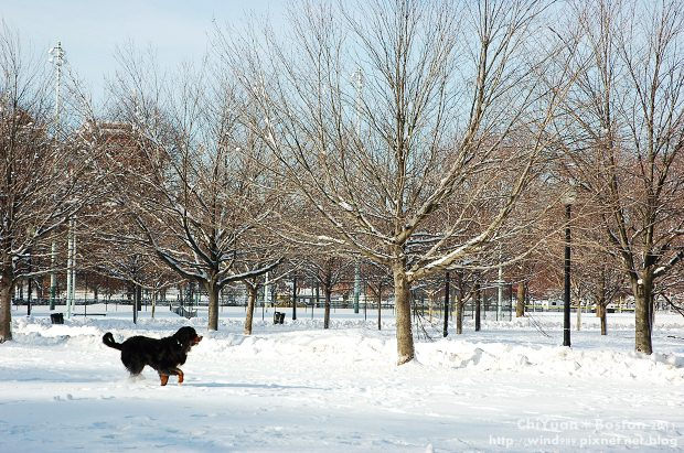 Boston Common波士頓公園21.JPG