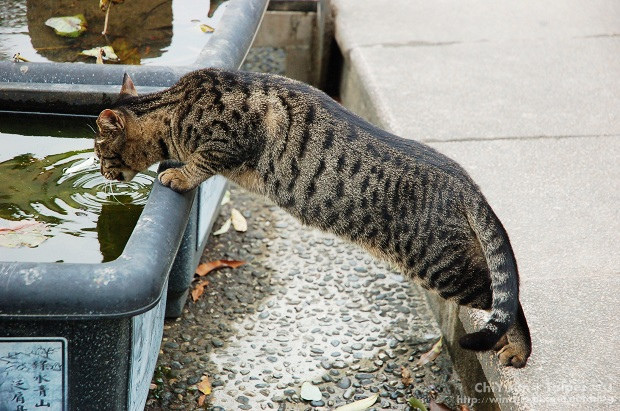 Cat。喝水03.jpg