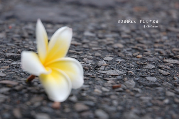 Summer Flower02.JPG