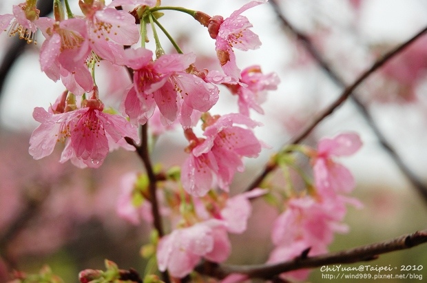 陽明山櫻花林06.jpg