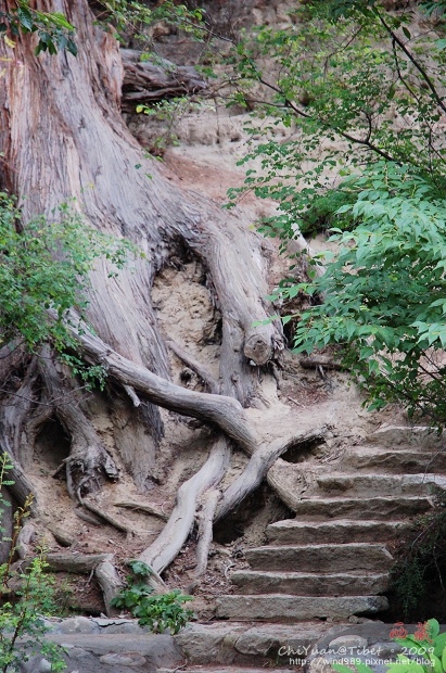 西藏林芝世界柏樹王園林05.jpg