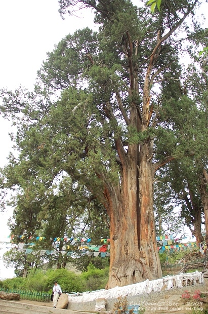 西藏林芝世界柏樹王園林08.jpg