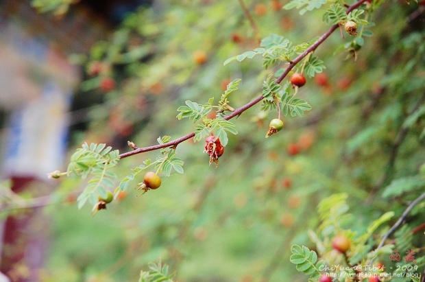 西藏林芝世界柏樹王園林15.jpg