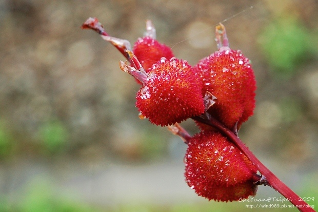 2009草嶺古道芒花季。貢寮06.jpg