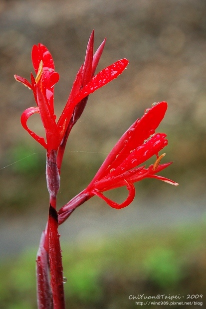 2009草嶺古道芒花季。貢寮07.jpg