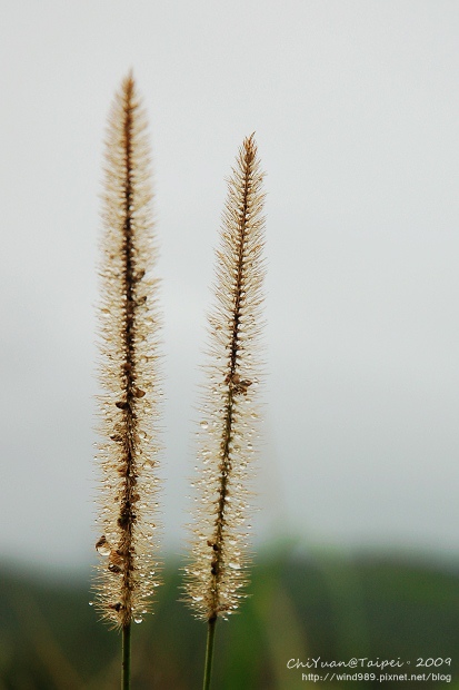 2009草嶺古道芒花季。貢寮14.jpg