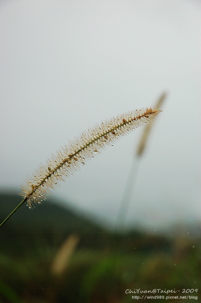 2009草嶺古道芒花季。貢寮15.jpg