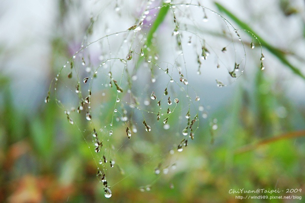 2009草嶺古道芒花季。貢寮18.jpg