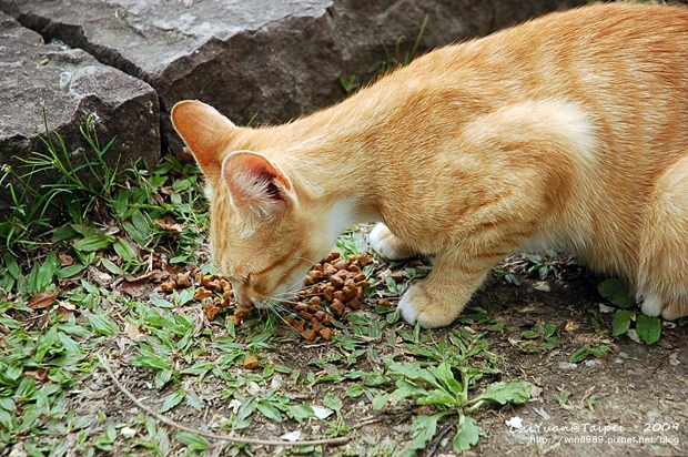 植物園小橘貓04.JPG