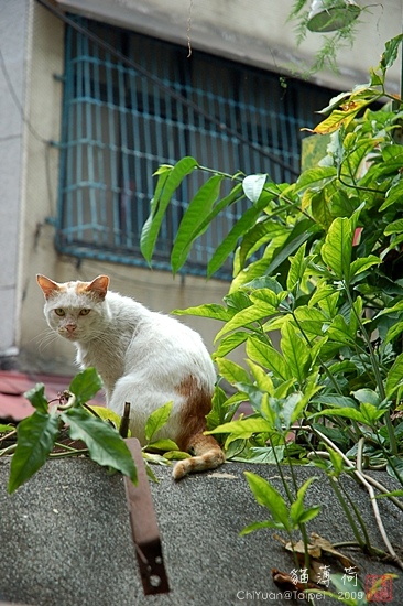 Cat。貓薄荷。騎在牆頭