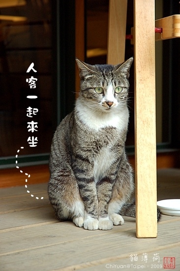 Cat。貓薄荷。歡迎光臨03