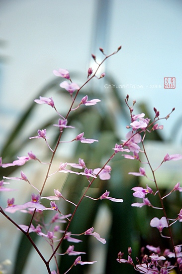 2009台北國際花卉展之蘭花08