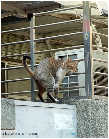 Cat。極簡咖啡(武林高手)