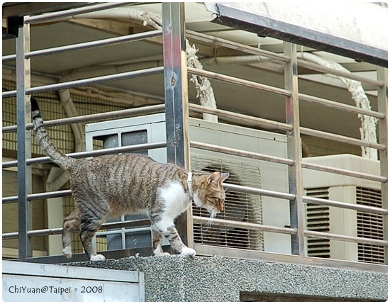 Cat。極簡咖啡(武林高手)2