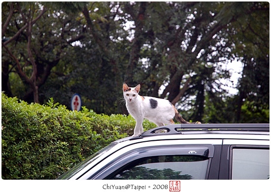 Cat(台北)