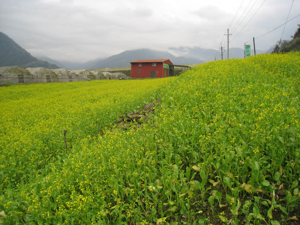 230南山村，是太平山跟武陵中間唯一有加油站的地方.jpg