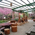 285武陵茶莊，這邊的櫻花是開的最漂亮的地方.jpg
