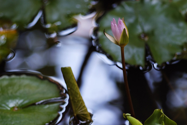 哈蘇150mm_f4_009.jpg-沒準