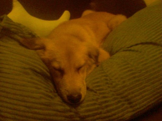 momo喜歡的枕頭