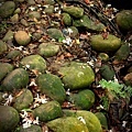 IMG_1225.jpg