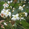 IMG_1248.JPG
