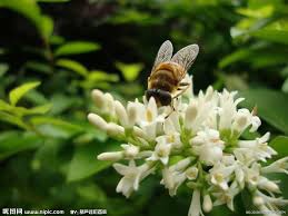 「蜜蜂採花蜜」的圖片搜尋結果