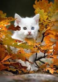 「white cat fall」的圖片搜尋結果