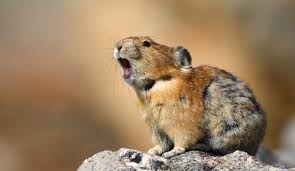 「Pikas」的圖片搜尋結果