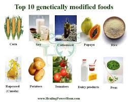 「genetically modified food」的圖片搜尋結果