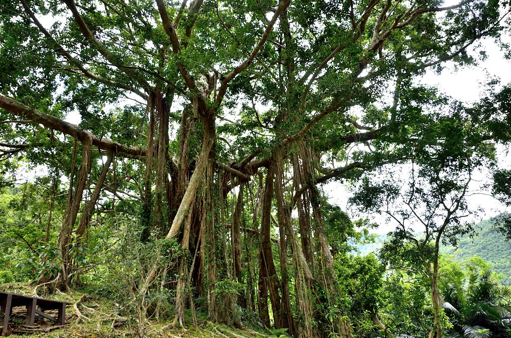 知本國家森林遊樂區 千根榕