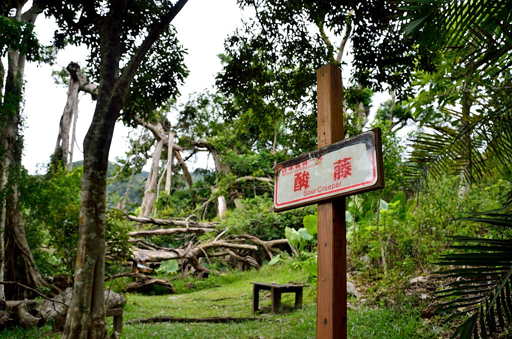 知本國家森林遊樂區 百年酸藤