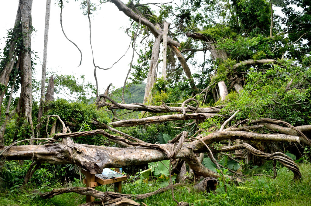 知本國家森林遊樂區 百年酸藤