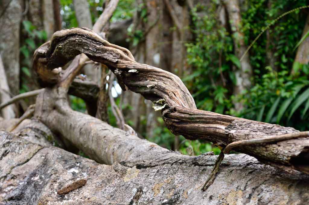 知本國家森林遊樂區 百年酸藤