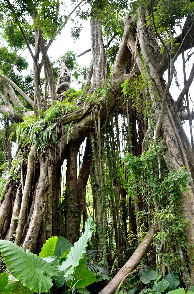 知本國家森林遊樂區