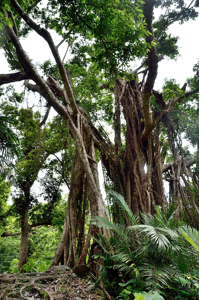 知本國家森林遊樂區