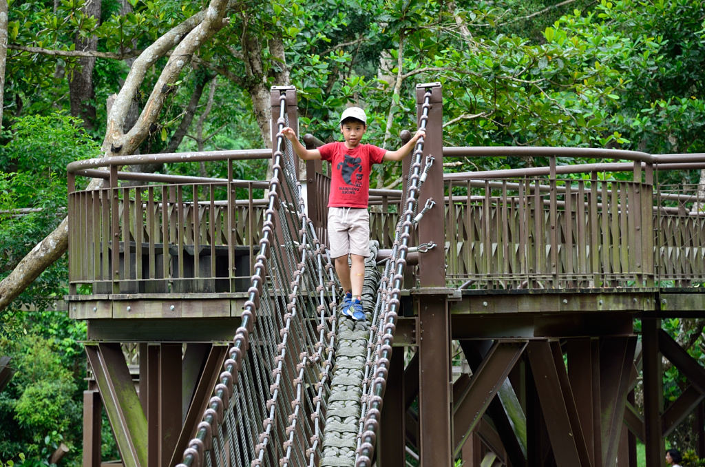 知本國家森林遊樂區 獨木橋