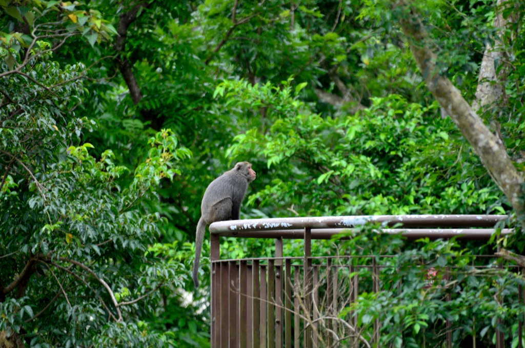 知本國家森林遊樂區