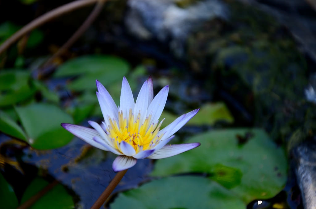 花蓮 吉安 金澤居