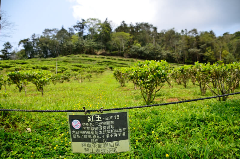 紅玉 台茶18