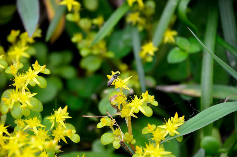 DSC_2016.JPG DSC_2016.JPG