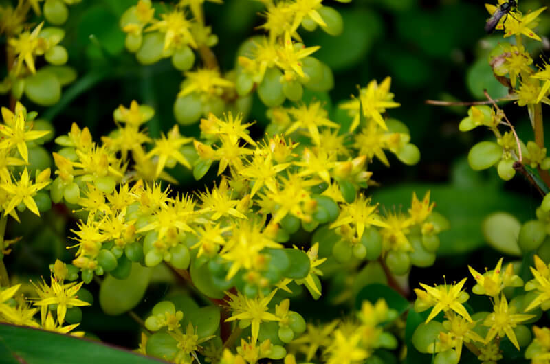 DSC_2018.JPG DSC_2018.JPG