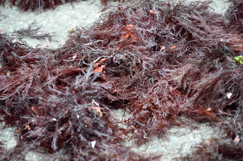 DSC_2244.JPG DSC_2244.JPG