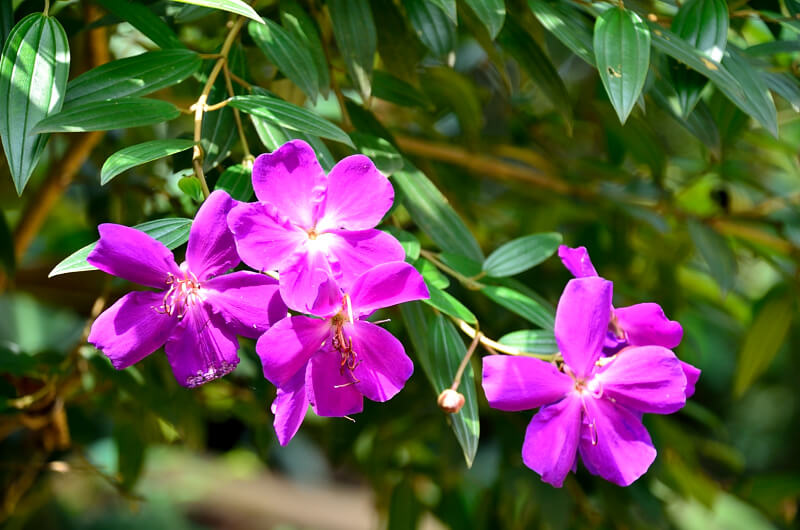 獅頭山登山步道