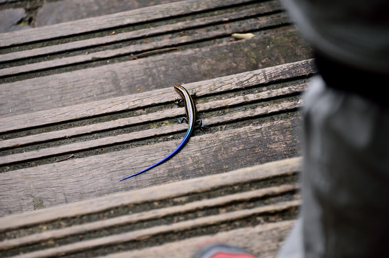 獅頭山登山步道 藍尾石龍子